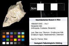 Foto (Objekt + Etiketten) von Decapoda indet. 